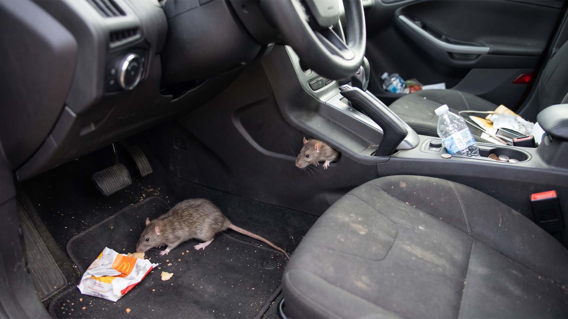 tikus gigit kabel mobil