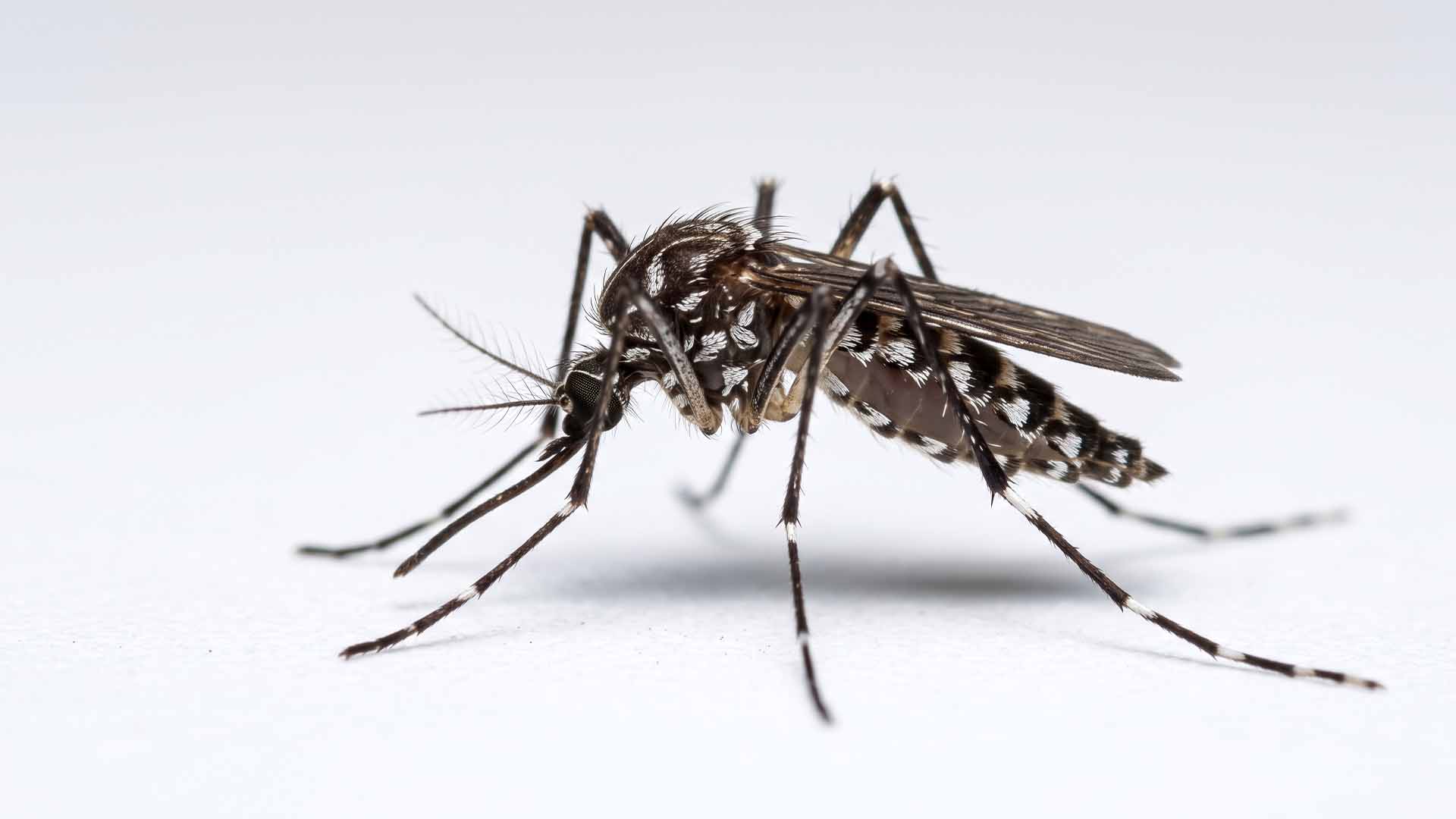 Waspada DBD! 6 Tempat Tersembunyi Sarang Nyamuk DBD di Dalam Rumah