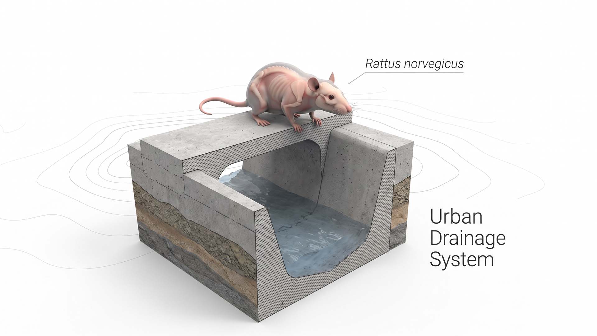 Tikus di Plafon dan Tikus di Got Ternyata Beda Jenis. Ini Cara Membedakannya