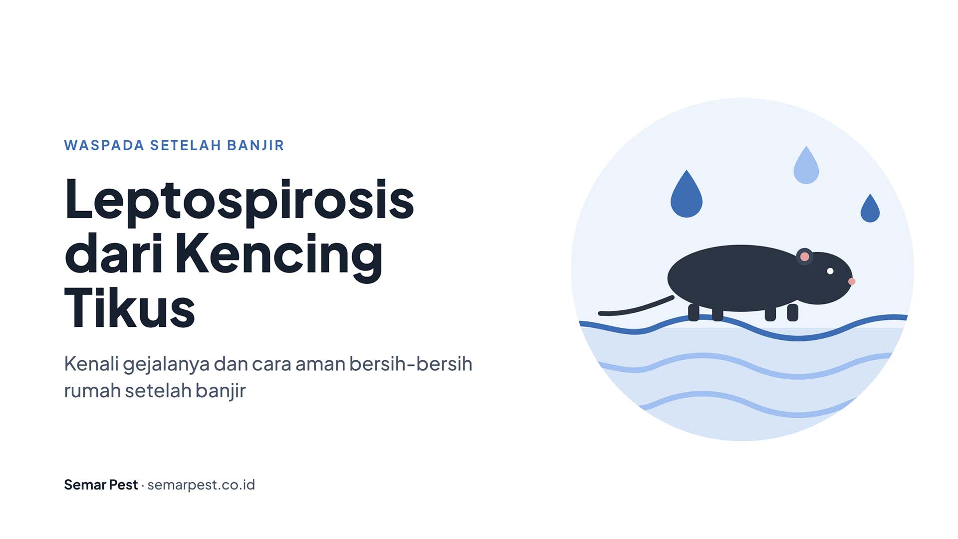 Banjir Sudah Surut, Bahayanya Belum: Leptospirosis dari Kencing Tikus
