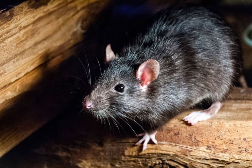 tikus