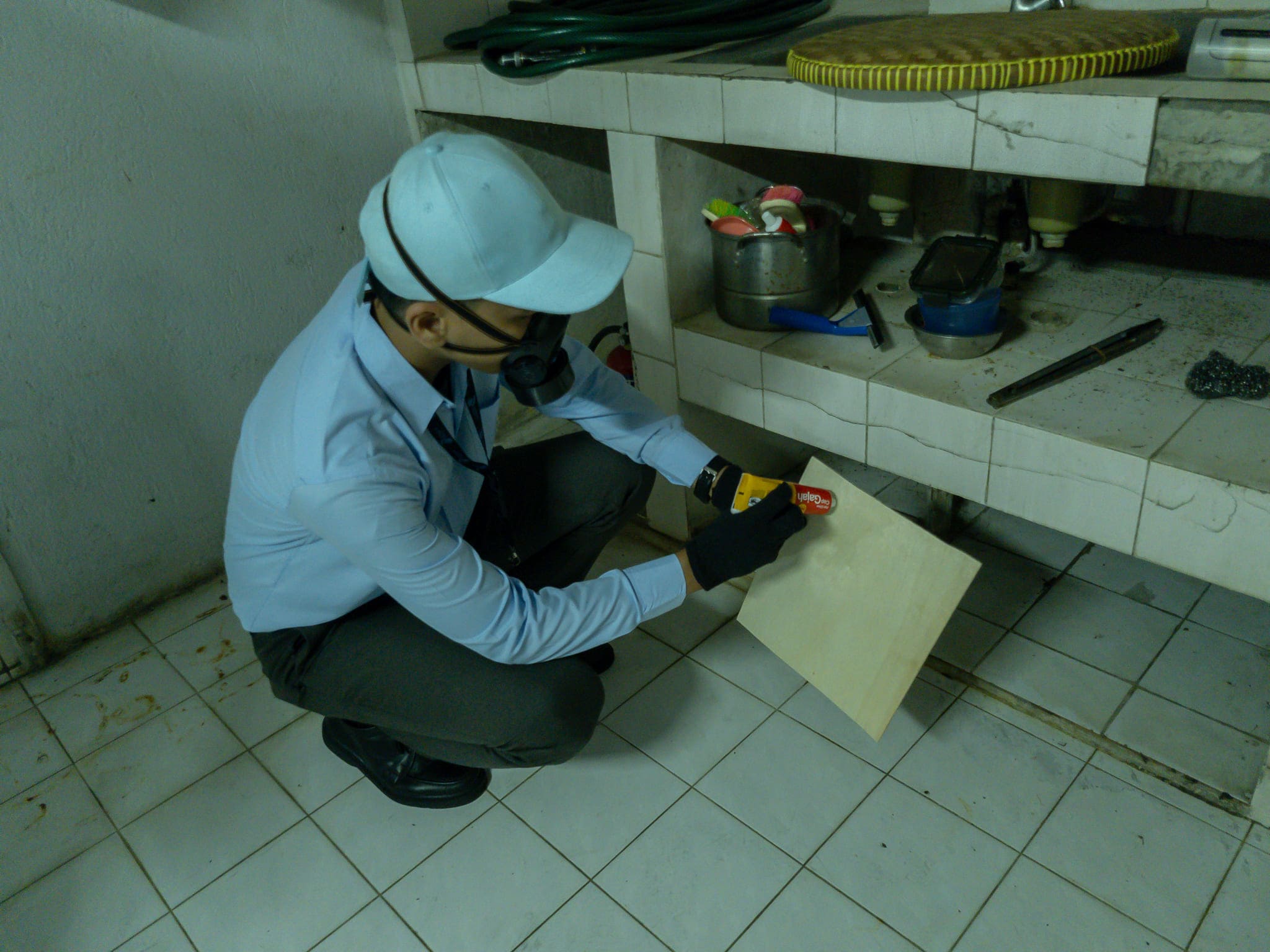 pengendalian tikus